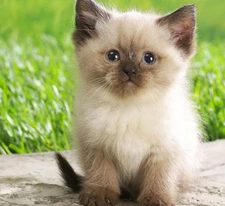 SIMPLE CAT GRASS BLEND | Discover the Secret Pet Treat that ...