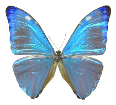 Unmounted Butterfly/Morphidae - Morpho marcus intermedia, male, Peru