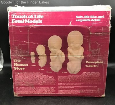 Touch of Life Fetal Models Educational Aid Set