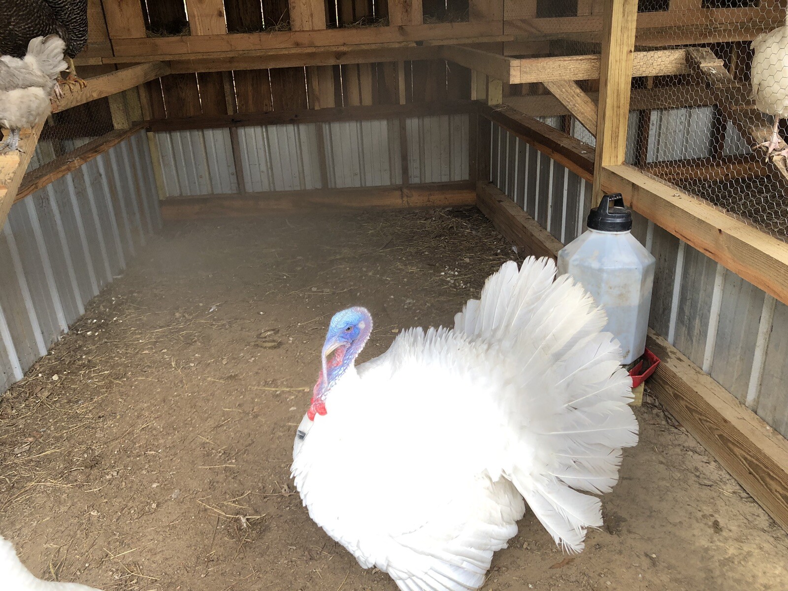 Beltsville Small White Turkey Hatching Eggs 8+ eBay