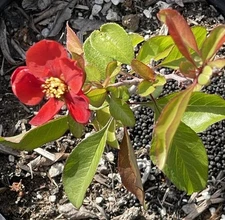 Chaenomeles Texas Scarlet Red Quince 1 G. Live 6-8” Flower Plant Bush Bonsai