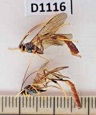 D1116. Insectos, Hymenoptera sp. Vietnam Norte