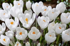 Peter Pan White Crocus Bulbs