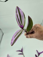 blumen saatgut kaufen Blumen Samen  schwesternliebe
