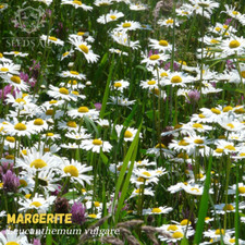 100.000 Samen Wiesen Margerite WILDFORM Leucanthemum vulgare Mehrj. Oxeye Daisy