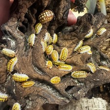 Isopod Factory 6 Armadillidium Gestroi T Positive Albino Isopods Bioactive