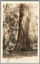 RPPC Postcard Big Basin CA Father Tree Redwood Forest California posted 1926