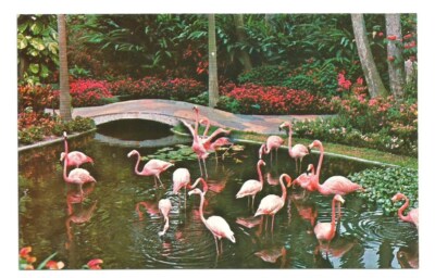 St Petersburg FL Postcard Florida Flamingos Sunken Gardens