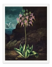 The American Cowslip 1807 Temple of Flora Botanical Art Print - Wall Decor