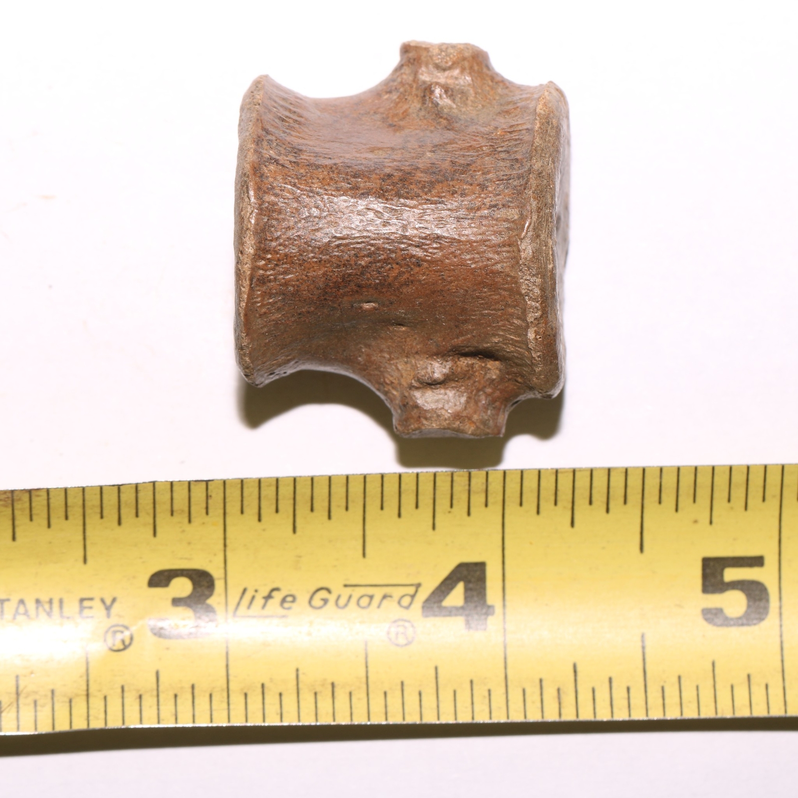 Champsosaurus Vertebra - Dinosaur Aged BEAUTIFUL Hell Creek Formation Cretaceous