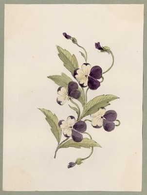 Antike Zeichnung-Eine Studie Herzveilchen-Viola Tricolor-Anonymous-ca. 1860