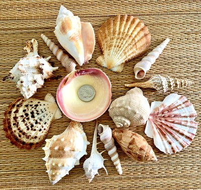 15 PIECE MEDLEY OF LARGE SEA SHELLS -  2-3/4'' TO 3-3/4'' - CRAFT OR DECOR
