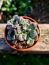 Titanopsis Calcarea | Concrete Leaf succulent plant in pot