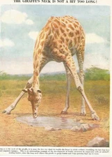 THE GIRAFFES NECK IS NOT A BIT TOO LONG DRINKING   OLD BOOK ILLUSTRATION (PRINT)