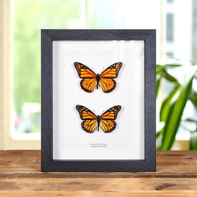 Monarch Taxidermie Schmetterling männlich und weiblich Paar Rahmen (Danaus Plexippus)