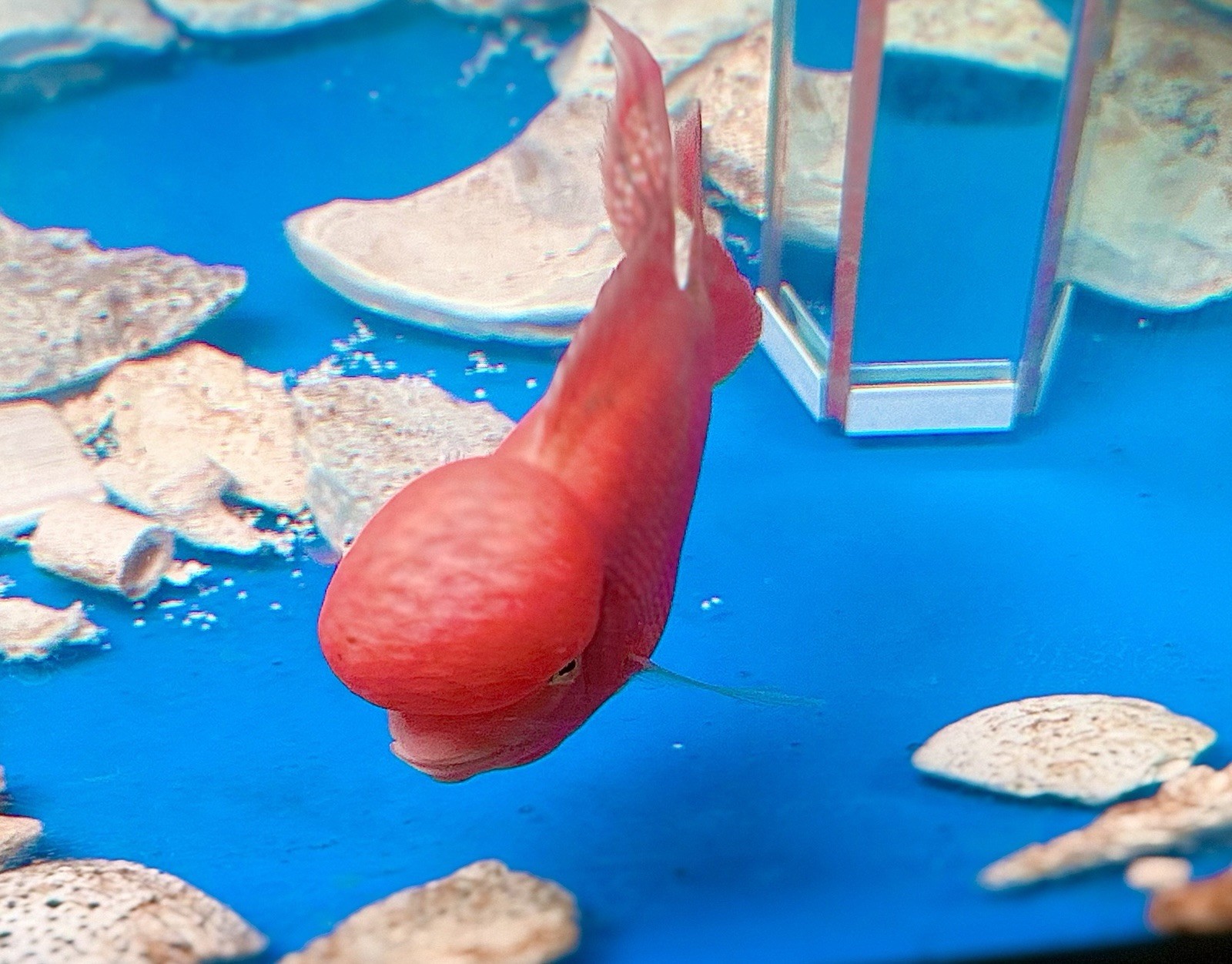 SUPER RED MONKEY MONSTER KOK , 4” -4.5”  Live Fish, Male Freshwater Tropical