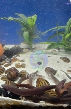 Black Kuhli Loach - Quarantined healthy 2 day UPS live arrival guaranteed