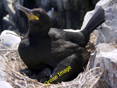 Photo 6x4 Shag & chicks, Inner Farne Seahouses Shags usually lay two eggs c2013
