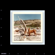Square Color Photo DOG NEXT TO DRIFTWOOD ON BEACH 1966