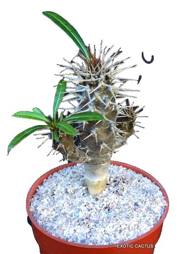 50seeds Pachypodium ambongense パキポディウム アンボンゲンセ | eBay
