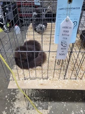 Silkie hatching eggs variety 12++
