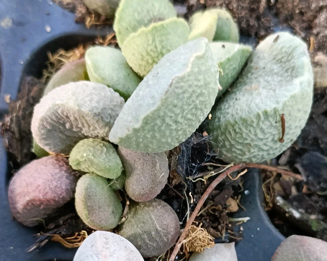 adromischus egg two plants two varieties Rare Succulent plant
Opens in a new window or tab