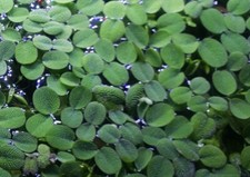 live plants, Water Spangles Salvinia Minima , floating plant