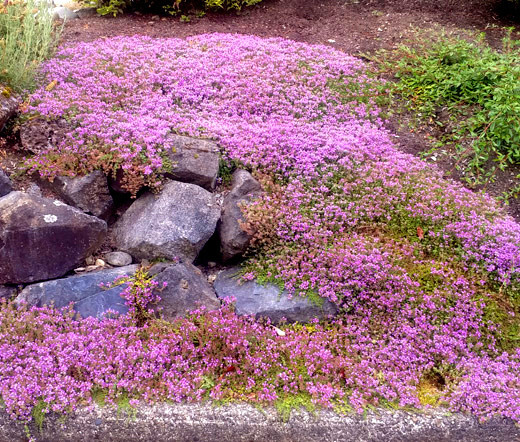 CUBIERTA DE SUELO ENANA DE TOMILLO RASTRERO Thymus Serpyllum - 5.500 semillas a granel