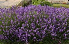 ENGLISH LAVENDER Lavandula Angustifolia - 100 SEEDS