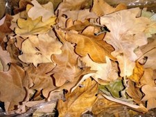 100x Dried Oak leaves natural oak leaf for terrarium Vivarium Fall Autumn decors