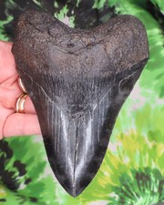 Megalodon Sharks Tooth 5 3/4
