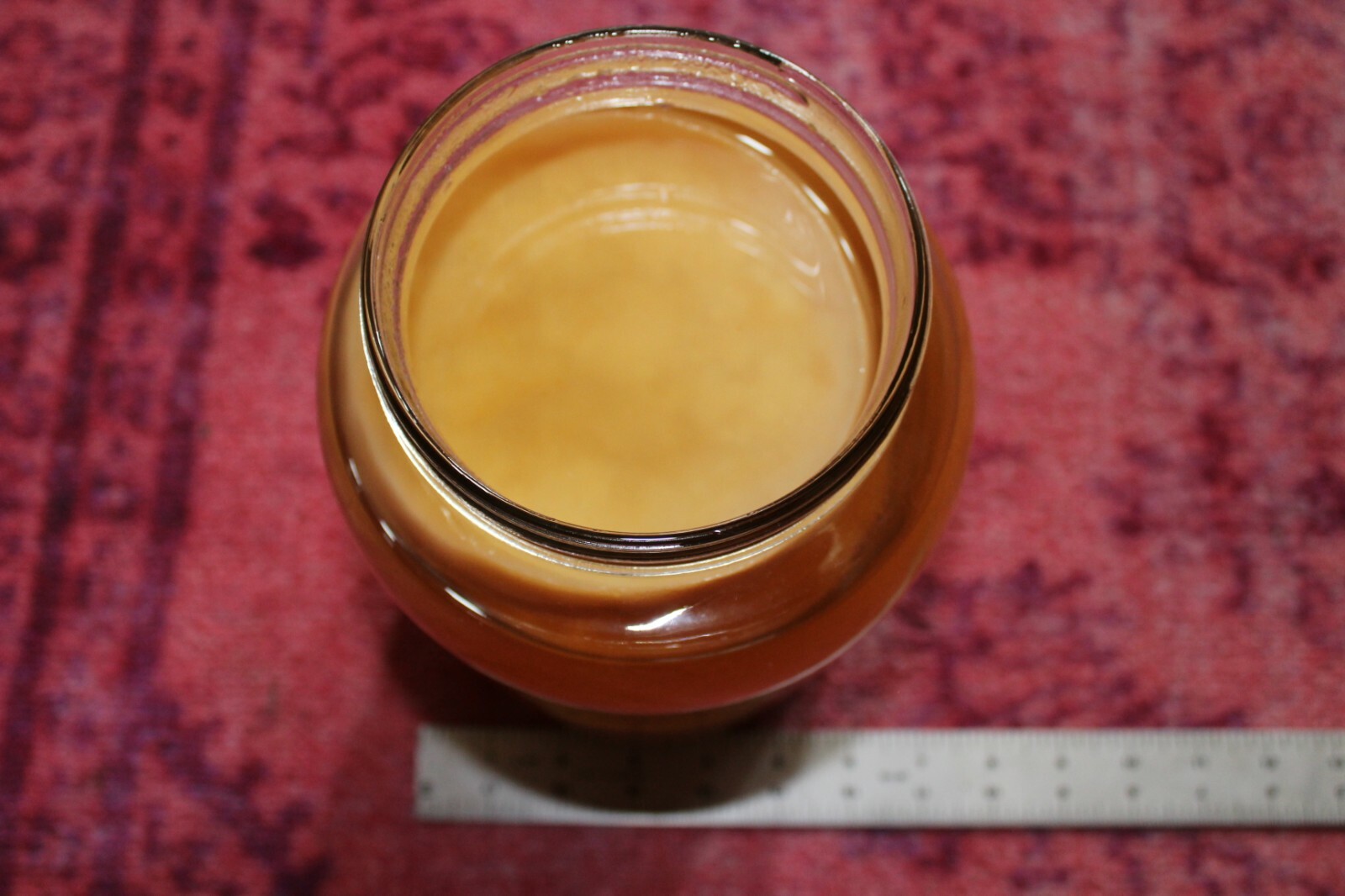 Authentic Jun Scoby - 5 inch - Raised on Raw, Local Honey and Organic Green Tea 