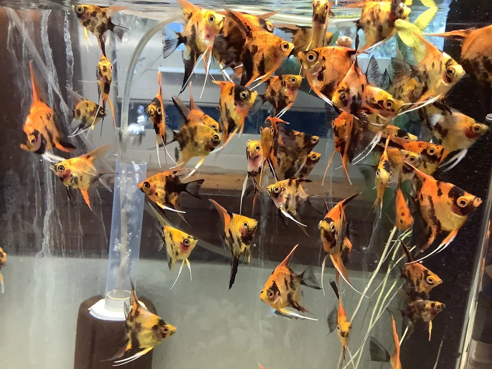 6 Juvenile Koi Angelfish fish Quarter Size Free overnight Shipping - Image 3 of 4