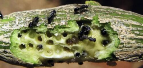 Contidor Mealy Bugs Gall Wasp Aphids Psylids Systemic Treatment Tabletsx8 - Picture 3 of 7