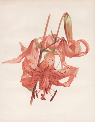 Lilium tigrinum Tiger-Lilie lily China Japan Botanik botany Robinson Litho