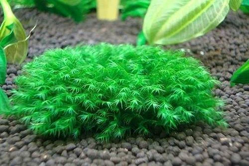 US Fissidens and Xmas Moss for Shrimp and Planted Aquariums. 5x5cm Portions - Picture 3 of 10