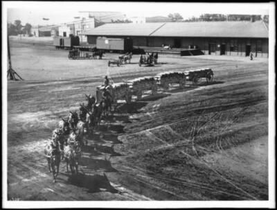 Twelve-Mule Team Pulling Four Wagons Of Grain Hanford 1900 California Old Photo