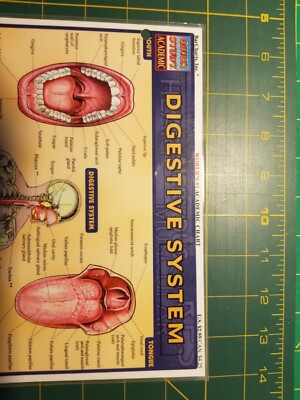 Digestive System Quick Study Academic - BarCharts, Inc.