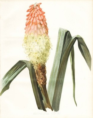 Kniphofia tucki Fackellilie tritomea torch lily Blume botany Robinson Litho
