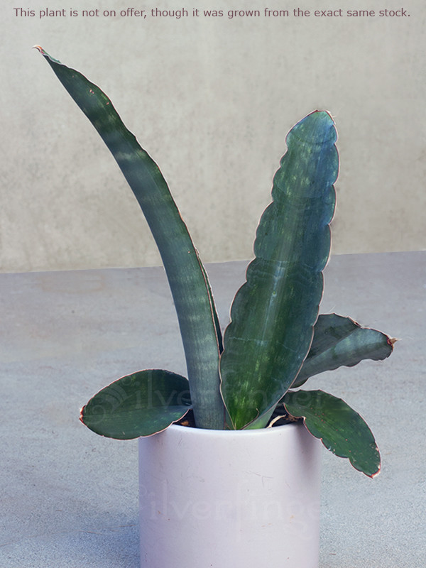 SANSEVIERIA Sp Nov km 42 No 21837 — Mafinga Tanzania — BLUE FORM