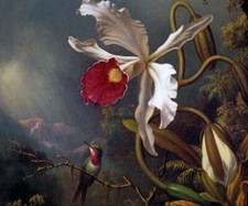 COLIBRÌ BRASILIANO ORCHIDEA FIORE FORESTA DIPINTO MARTIN JOHNSON HEADE REPRO