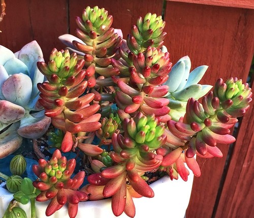 10x Ableger Sedum rubrotinctum, ca 10cm, Sukkulente mit besonderer Farbgebung - Bild 6 von 12