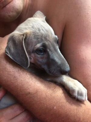 Pure Bred Whippet Beautiful Blue Brindle Boy Dogs Puppies