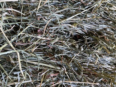 10 LBS. Orchard Grass Hay Rabbits, Guinea pigs, Chinchillas, Goat, horse