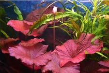 Red Tiger Lotus Live Aquarium Plant Easy Care Vibrant Red Leaves