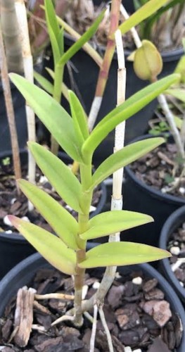 Crucifix Orchid : Healthy Stem With Roots : Mixed Colours : $32.99 Free Postage - Picture 9 of 10