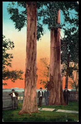 Logging - Lumber Industry Men at Giant Eucalyptus Tree California Postcard ca19