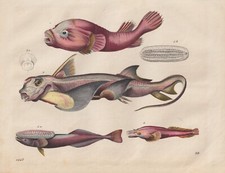 FISCHE Seekatze  Flossensauger Schiffshalter Schildfisch LITHOGRAPHIE von 1847