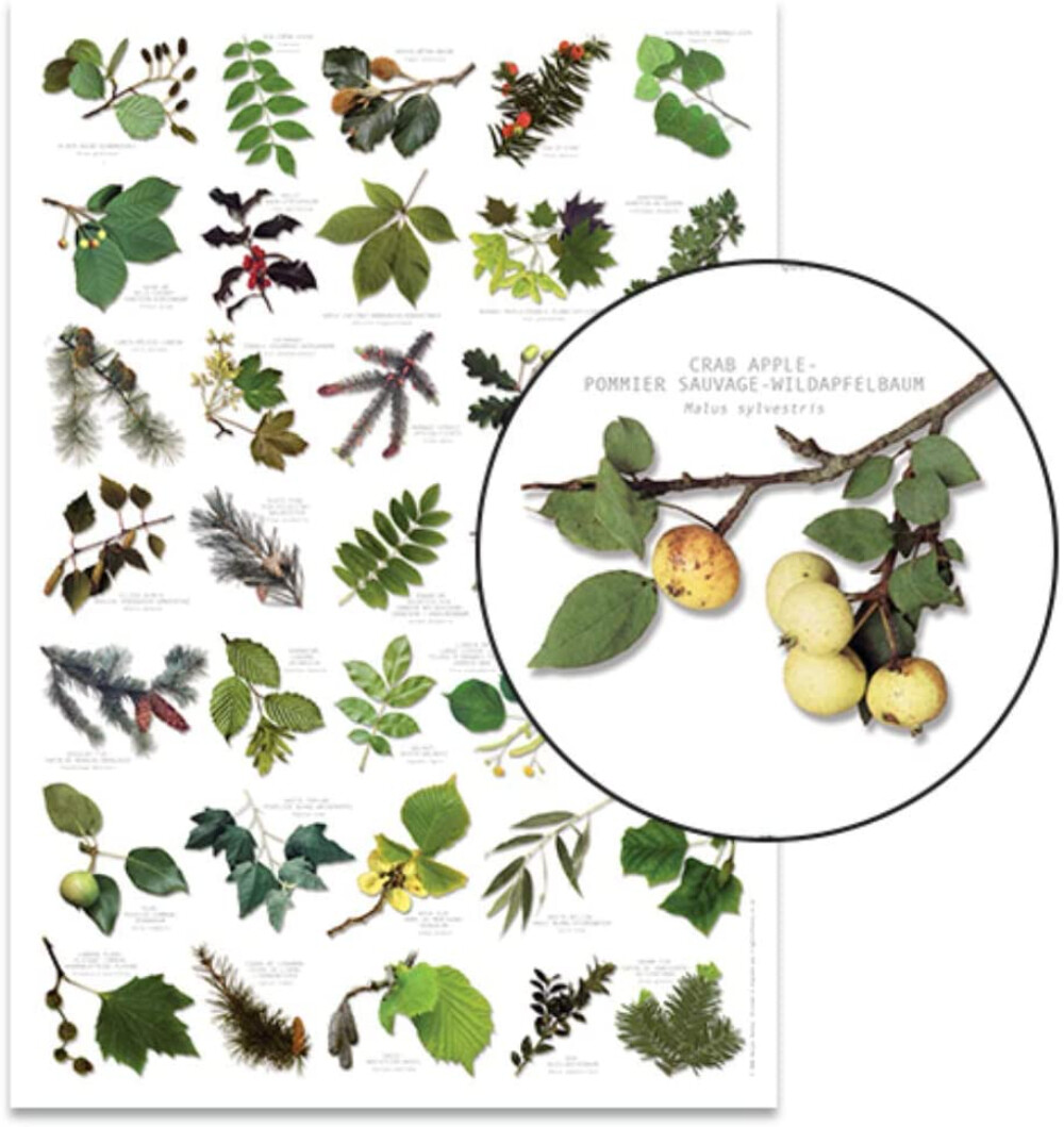 Leaves Identification Chart Sticker Mit 
