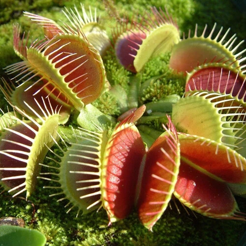 1 X VENUS MOSCAS TRAMPA DIONAEA MUSCIPULA CARNÍVORA PLANTA DE INTERIOR SALUDABLE EN MACETA - Imagen 1 de 11